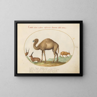Joris Hoefnagel - Camel Ibex and Goat.webp