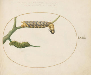 Joris Hoefnagel - Emperor Moth Caterpillar with a Second Caterpillar on a Branch.webp