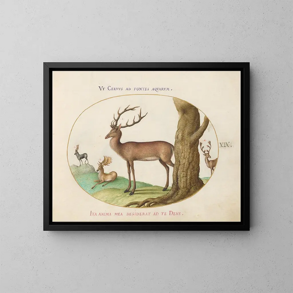 Four Types of Deer - Joris Hoefnagel — framed artwork on a wall