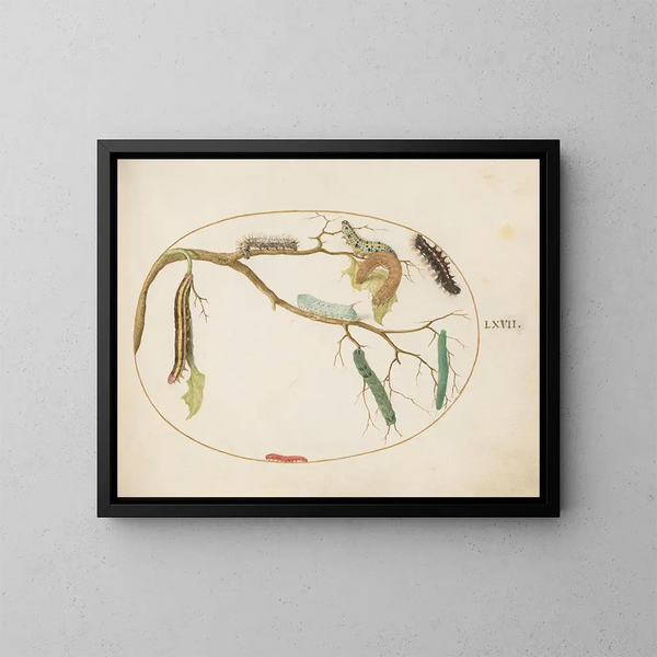 Butterfly caterpillars and other caterpillars - Joris Hoefnagel — framed artwork on a wall