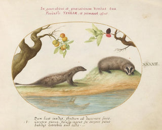 Joris Hoefnagel - Mongoose and Badger with Fruit Trees.webp