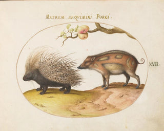Joris Hoefnagel - Old World Porcupine Hystrix and Wild Pig.webp