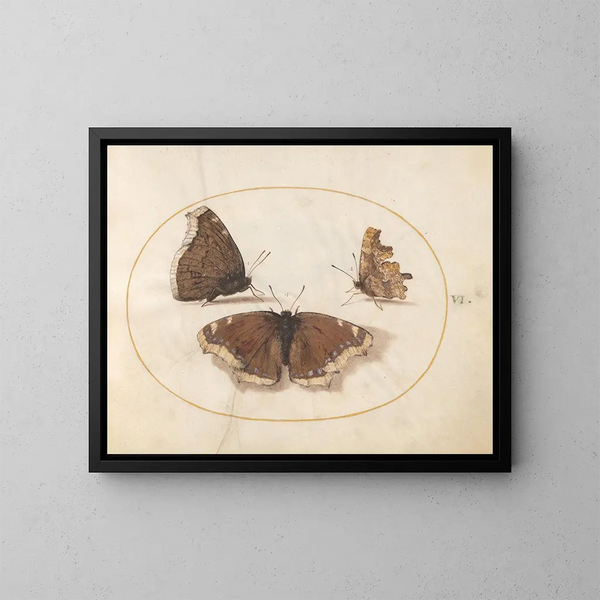 Placa 06 Dos vistas de una mariposa de duelo y de una mariposa, - Joris Hoefnagel — cuadro enmarcado en la pared