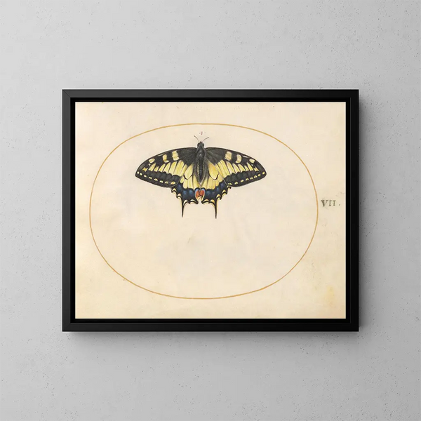 Planche 07 Papillon cola de swallowtail - Joris Hoefnagel — cuadro enmarcado en la pared