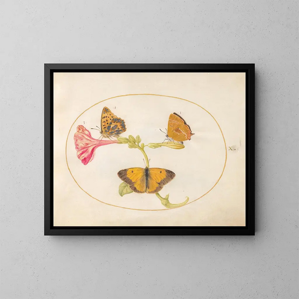 Plaque 10: El marrón del cabello, el fritilario plateado y la mariposa amarilla nublada sobre una flor de cuatro horas - Joris Hoefnagel — cuadro enmarcado en la pared