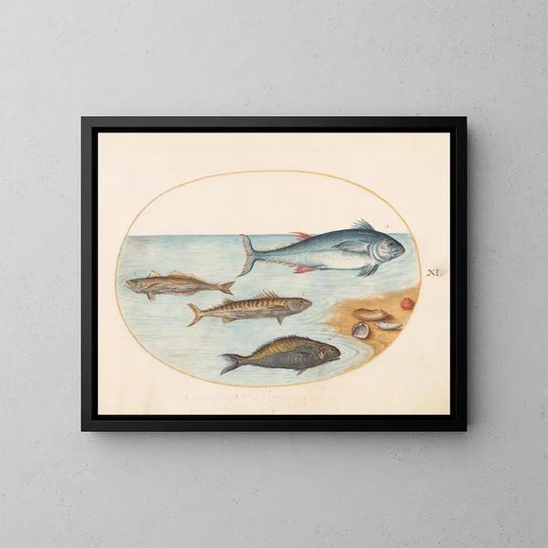 Planche 11 Cuatro peces y conchas - Joris Hoefnagel — cuadro enmarcado en la pared