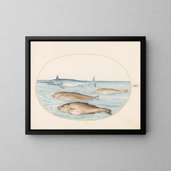 Planche 12 Un espadón y otros tres peces - Joris Hoefnagel — cuadro enmarcado en la pared