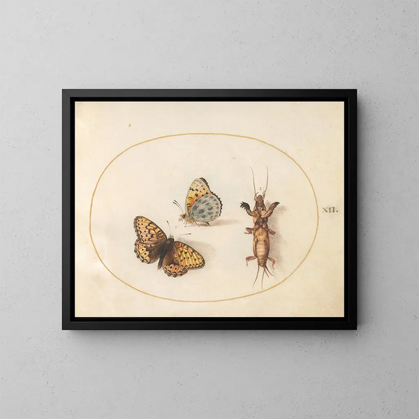 Platino 12 Dos vistas de una fritillaria con borde plateado y un grillot taupe - Joris Hoefnagel — cuadro enmarcado en la pared