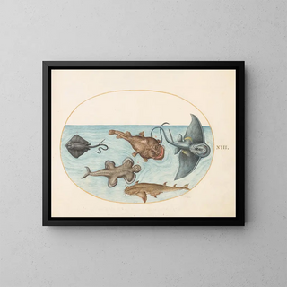 Joris Hoefnagel - Plate 13 Two Stingrays an Anglerfish a Monkfish and an Angel Shark.webp