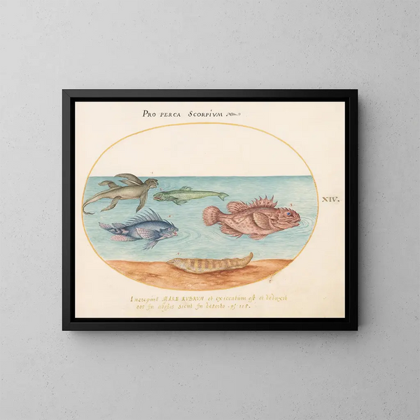 Platino 14 Un mono de mar, dos peces escorpión y otros dos peces - Joris Hoefnagel — cuadro enmarcado en la pared