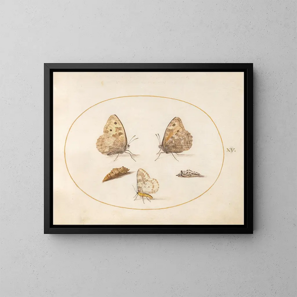 Planche 15: Papilio Grayling, Papilio Magpie y dos crisálidas - Joris Hoefnagel — cuadro enmarcado en la pared