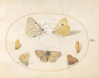 Joris Hoefnagel - Plate 16 BlackVeined White Clouded Yellow Black Hairstreak Geranium Argus and Common Blue Butterflies with Two Chrysalides.webp