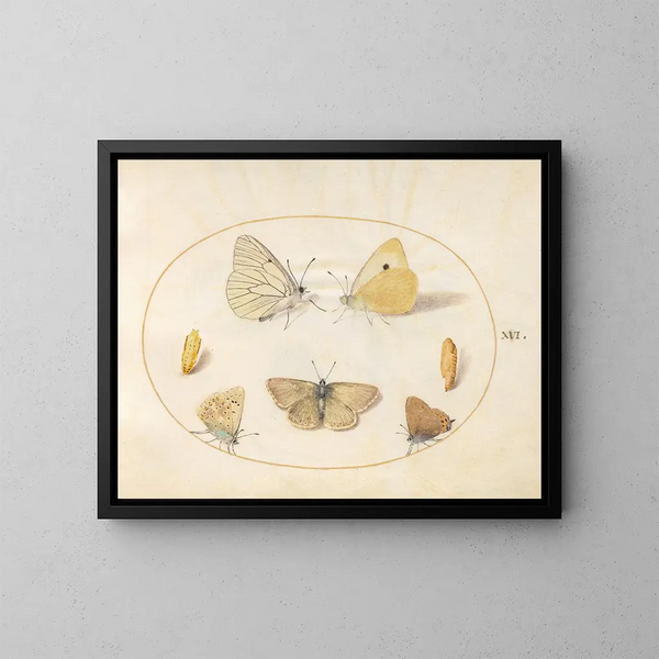 Planche 16: Mariposas negras venadas, amarillas nubladas, negras con cola, argus geranio y azul común con dos crisálidas - Joris Hoefnagel — cuadro enmarcado en la pared