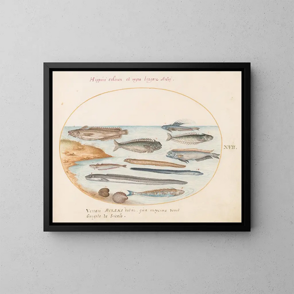 Planche 17: Un pez bacalao, anguilas y otros peces - Joris Hoefnagel — cuadro enmarcado en la pared