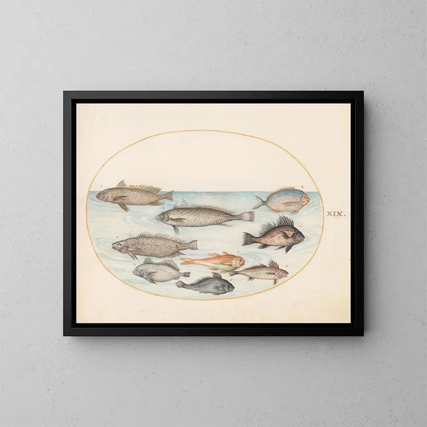 Platino 19 Un pez payaso y otros peces, incluyendo dos coracinis - Joris Hoefnagel — cuadro enmarcado en la pared