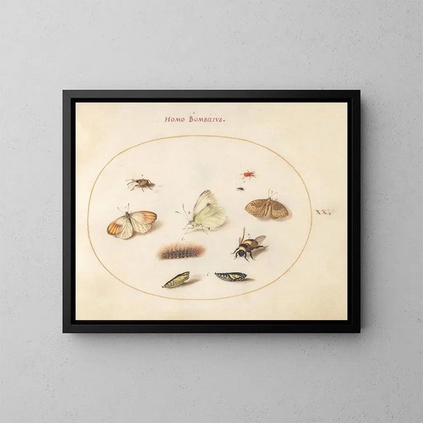 Planche 20: Tres mariposas, una oruga, una abeja, dos crisálidas y tres gorgojos - Joris Hoefnagel — cuadro enmarcado en la pared