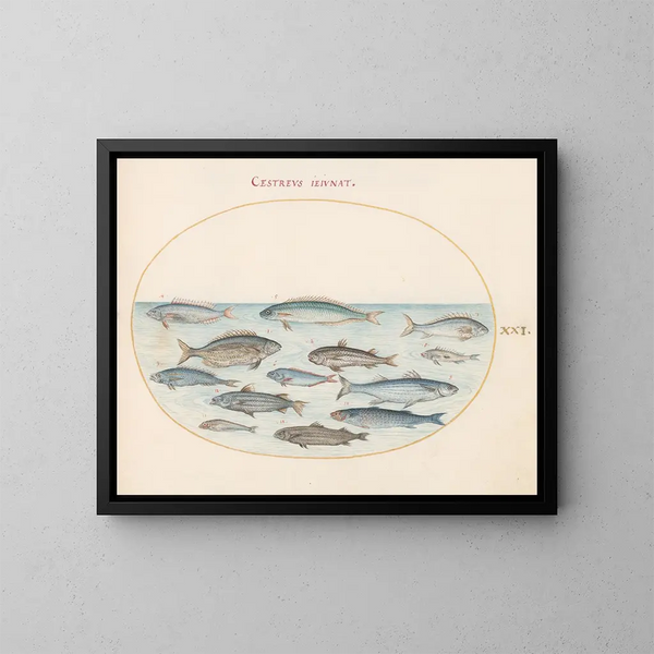Planche 21: Morue et autres poissons - Joris Hoefnagel — framed artwork on a wall