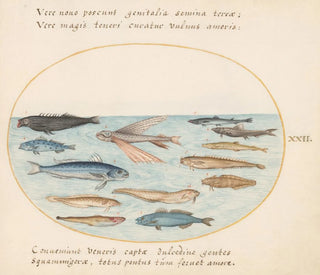 Joris Hoefnagel - Plate 22 Mullet Flying Fish Eels and Other Fish.webp