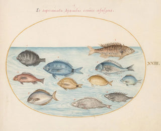 Joris Hoefnagel - Plate 23 Bream and Other Fish.webp