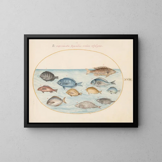 Joris Hoefnagel - Plate 23 Bream and Other Fish.webp