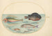 Planche 24 Grondin volante Hirondelle Lumpsucker macho Pez-trompeta con largas espinas y otros peces - Joris Hoefnagel — vista de la obra