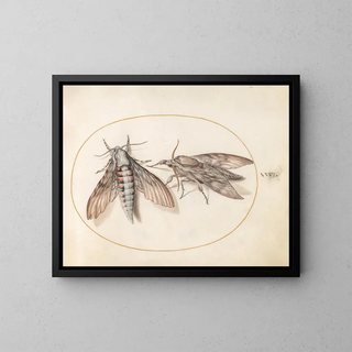 Joris Hoefnagel - Plate 26 Two Hawk Moths.webp