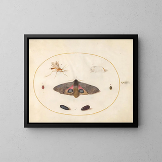 Joris Hoefnagel - Plate 27 An Eyed HawkMoth Two Chyrsalides and Other Insects.webp