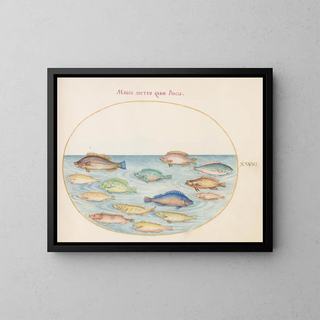 Joris Hoefnagel - Plate 28 Sea Bream and Other Fish.webp
