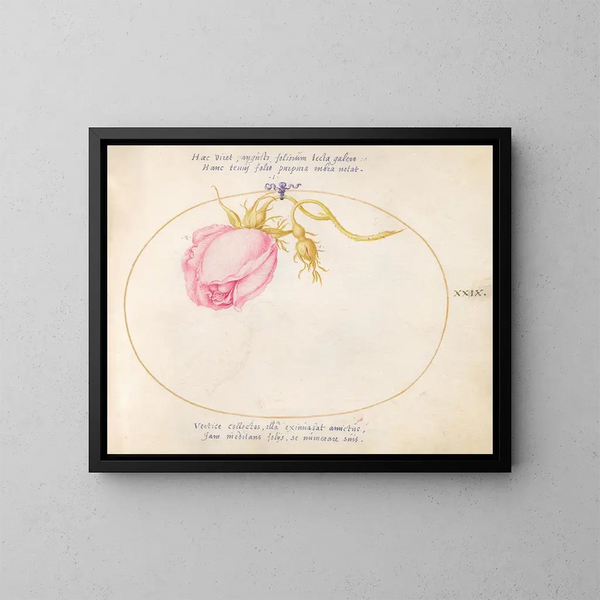 Platine 29 Rose rose et bouton de rose - Joris Hoefnagel — framed artwork on a wall