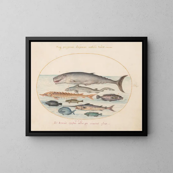Planche 2: Cachalote, esturión, tiburón y otros peces - Joris Hoefnagel — cuadro enmarcado en la pared