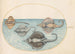 Planche 30, Four rays - Joris Hoefnagel — artwork view
