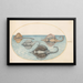 Planche 30, Four rays - Joris Hoefnagel — framed artwork on a wall