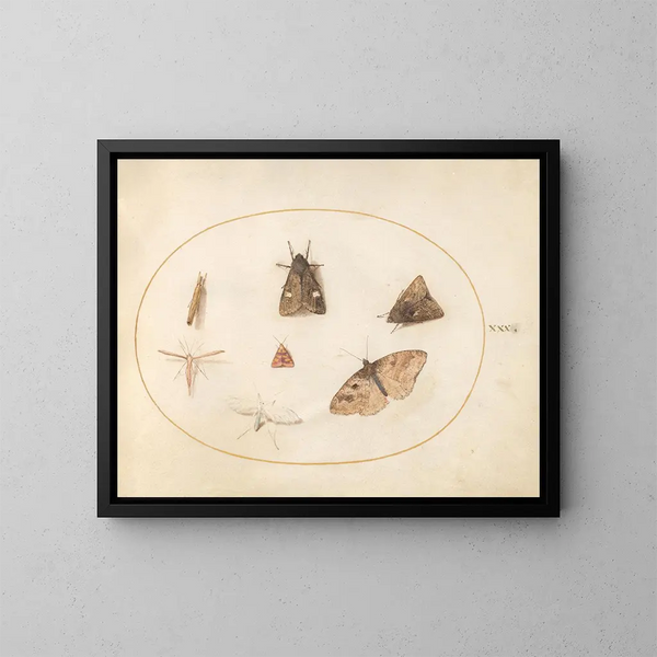 Platine 30 Sept moths - Joris Hoefnagel — framed artwork on a wall