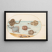 Planche 31 Electric marbled ray with other rays or shell rays and a mollusk in its shell - Joris Hoefnagel — framed artwork on a wall