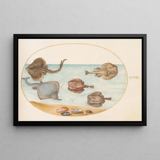 Joris Hoefnagel - Plate 31 Marbled Electric Ray with Other Skates or Rays Shells and a Mollusk in Its Shell.webp