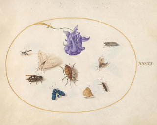 Joris Hoefnagel - Plate 33 Moth and Butterfly with other Insects and a Columbine Flower.webp