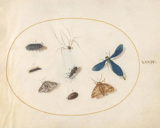 Joris Hoefnagel - Plate 34 Two Moths with a Spider a Caterpillar a Damselfly and Other Insects.webp