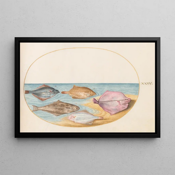 Joris Hoefnagel - Plate 35 The Undersides of Turbot and Other Flat Fish.webp
