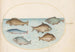 Planche 37 Seis peces, incluyendo una carpa - Joris Hoefnagel — vista de la obra