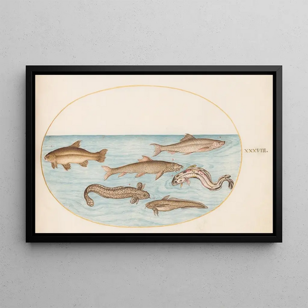 Joris Hoefnagel - Plate 38 Burbot Rockling and Other Fish.webp