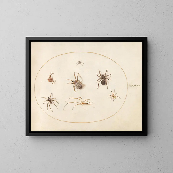 Platine 38 Sept araignées - Joris Hoefnagel — framed artwork on a wall