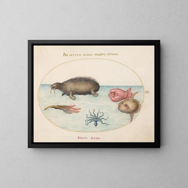 Plate 3: A morse, an octopus with nine tentacles, and a sunfish - Joris Hoefnagel — framed artwork on a wall