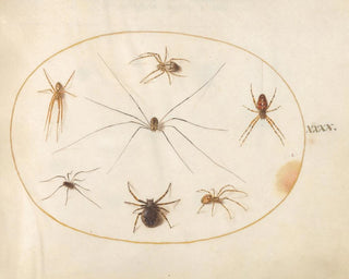 Joris Hoefnagel - Plate 40 Eight Spiders Including a Cross Spider with an Egg Sac.webp