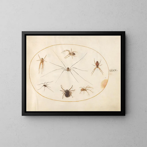 Platine Painting 40 Eight Spiders, including a crossed spider with an egg sac - Joris Hoefnagel — framed artwork on a wall