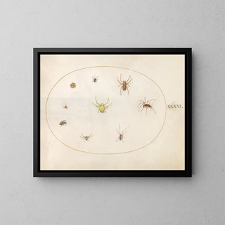 Joris Hoefnagel - Plate 41 Yellow Spider Surrounded by Eight Spiders.webp