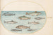 Planche 42, Nuevos peces - Joris Hoefnagel — vista de la obra