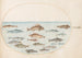Planche 43, quince peces - Joris Hoefnagel — vista de la obra