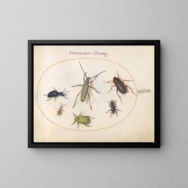 Planche 43: escarabajo almizclero, escarabajo oleoso, escarabajo de la tansy, cucaracha, chinche de patas foliosas y otros insectos - Joris Hoefnagel — cuadro enmarcado en la pared