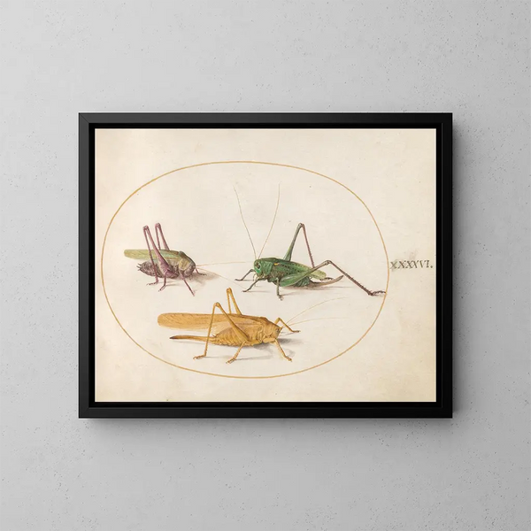 Platino 46 Tres saltamontes - Joris Hoefnagel — cuadro enmarcado en la pared