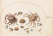 Planche 46 Two crabs with shells - Joris Hoefnagel — artwork view